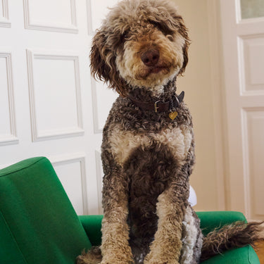 ENAMEL Copenhagen Charm, Sweet Paw Charms 925S/GP